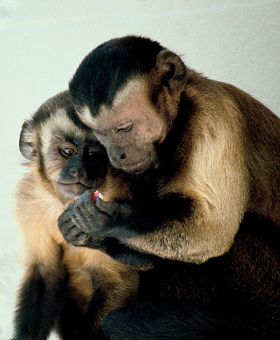 Two Capuchin Monkeys